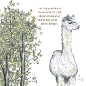 Pash Greetings Card