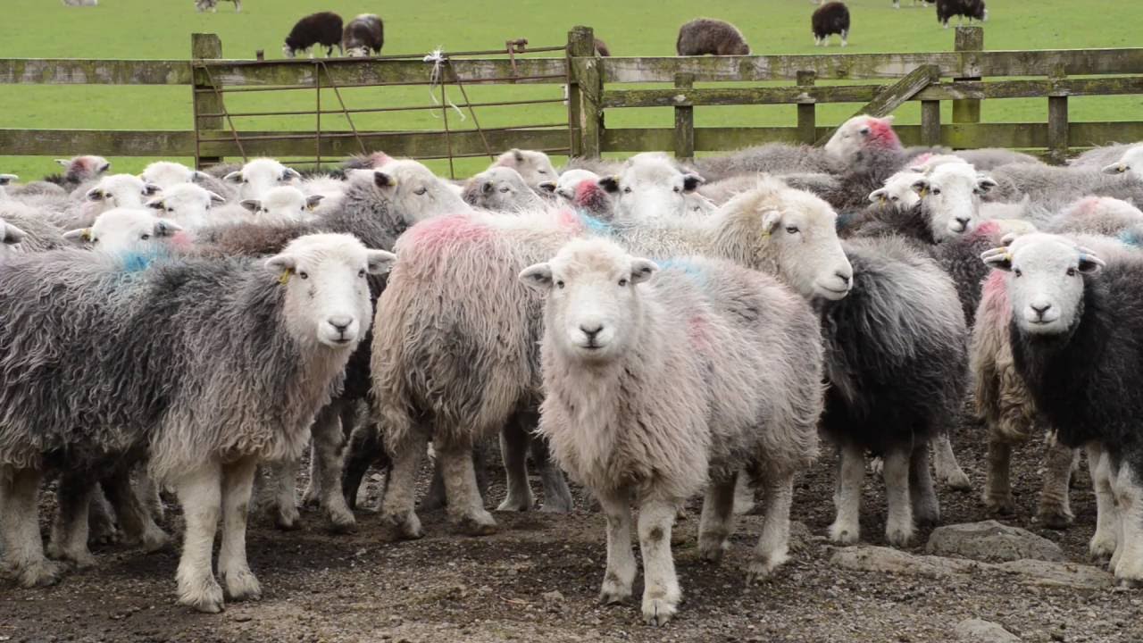 herdwick lamb