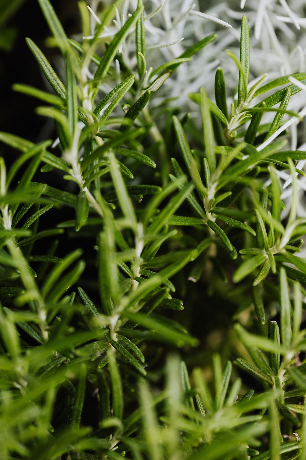 Rosemary