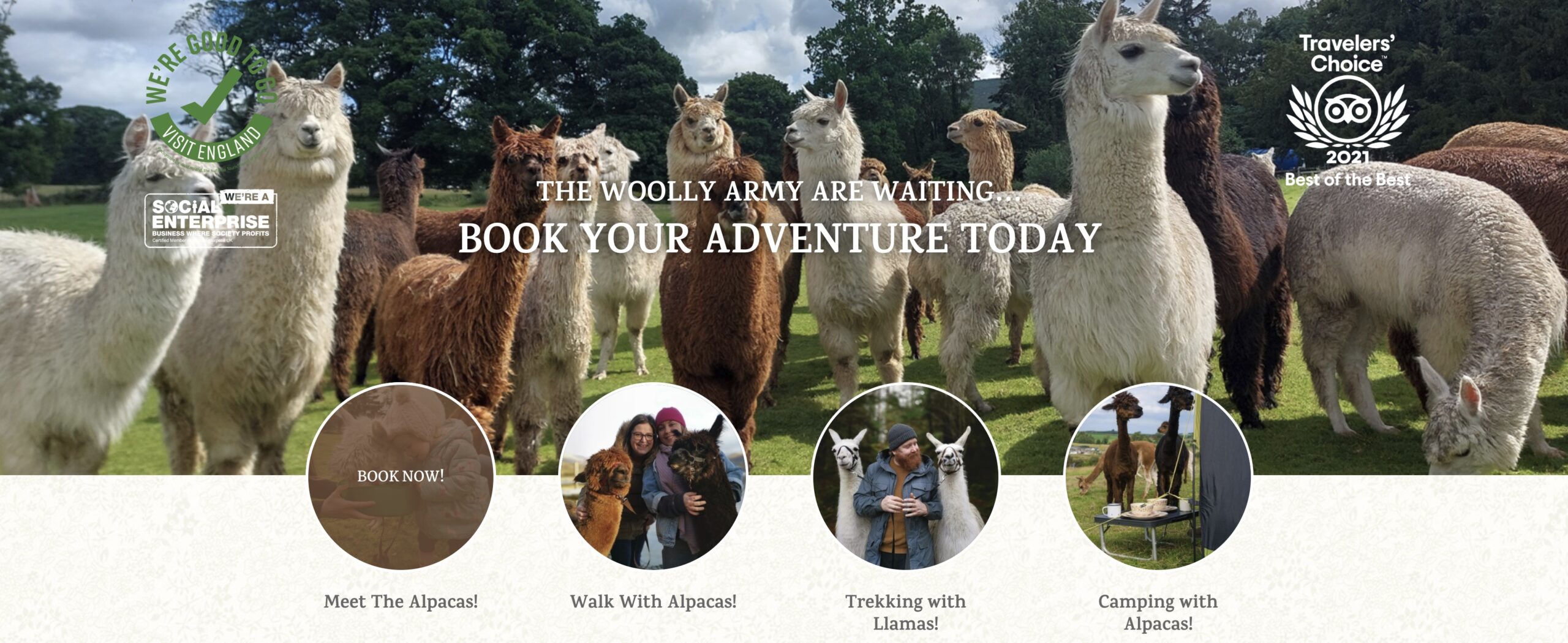 alpacaly ever after at basecamp north lakes
